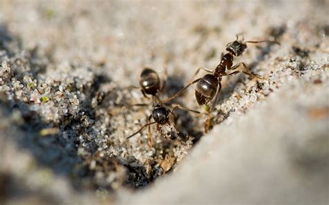 孝順父母孝 家中 突然出現很多 小螞蟻